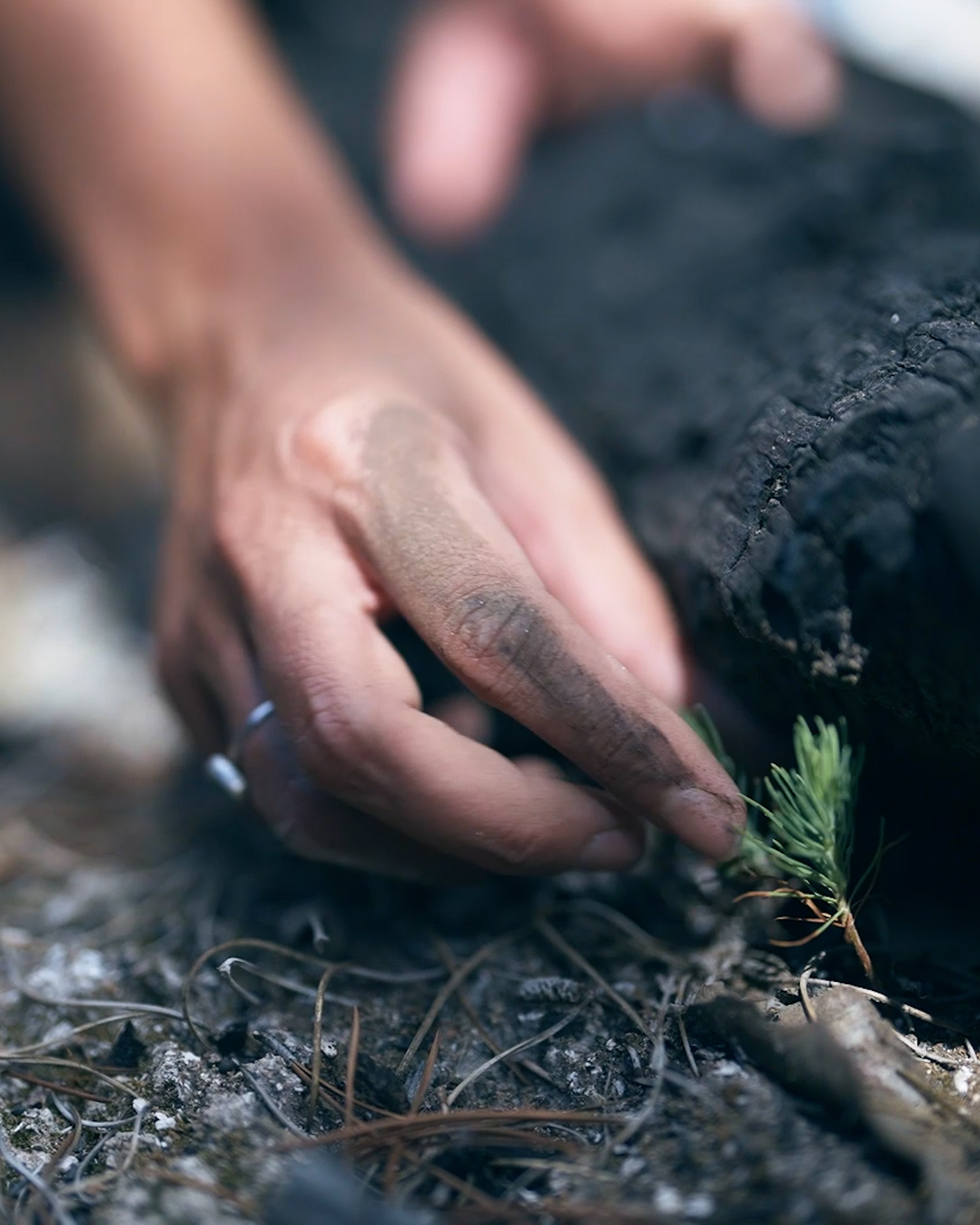 Una mano entre la tierra y la corteza, junto a un pequeño brote verde